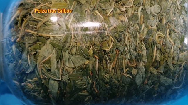 ☕Aromatic delicious and medicinal tea ivan tea ? ароматный полещный чай о свойствах иван чая