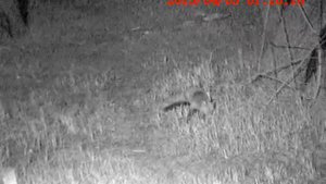 ОХОТА  НА  ЛИСУ  С  САМОДЕЛЬНЫМ  НОЧНЫМ  ПРИЦЕЛОМ  или  ЛИСА  ЛАСУНКА  2