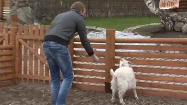 Ангорские козы смотреть онлайн