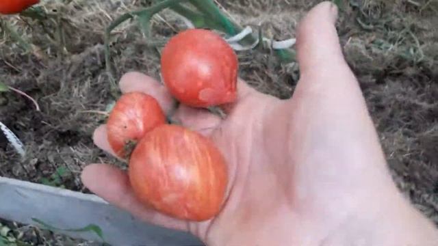 ???ТОМАТ ((( ДРОБЛЕННОЕ СЕРДЦЕ))) смотреть онлайн