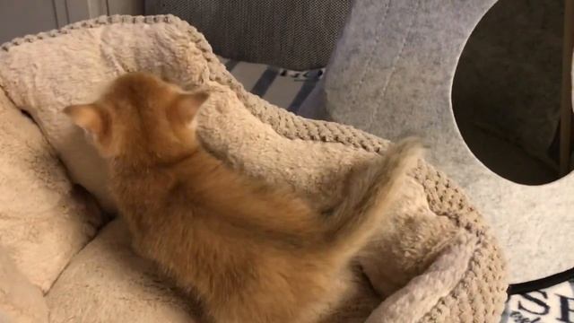 ???ЗОЛОТЫЕ КОТЯТА???БРИТАНСКИЕ ЗОЛОТЫЕ,ГОЛУБЫЕ ШИНШИЛЛЫ ?❤️?