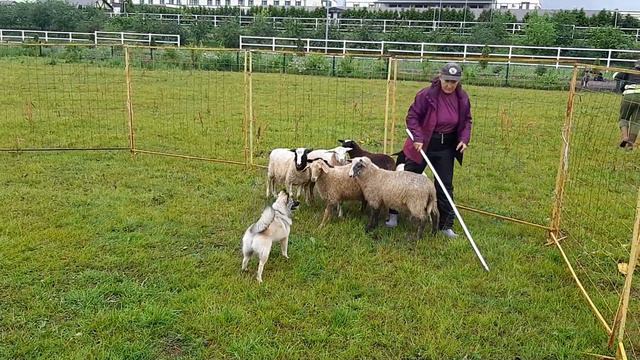 Вьюга, ненецкая оленегонная лайка, 5 месяцев, первое знакомство с овцами.
