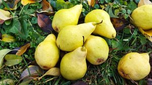 Груша бере Люка.