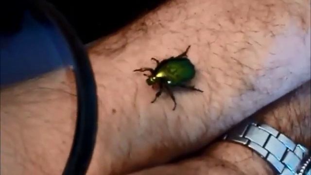 Домашний ручной жук Золотистая бронзовка