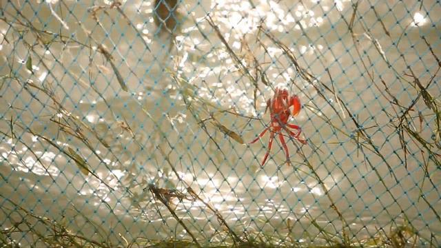 Дикая Индия - озера и лагуны смотреть онлайн