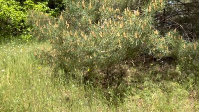 Одуван-чай! Сбор одуванчиковых листьев в лесу, ферментация, приготовление чая из листьев одуванчика смотреть онлайн