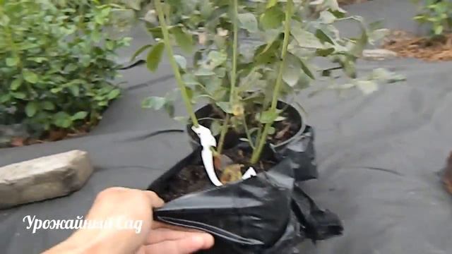 Выбор саженцев Голубики (лохини). Какие лучше 2х или 3х летки?