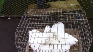 Ярмарка голубей в Мичуринске 05 11 2022 года часть 3