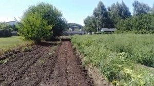 Пахота амброзии мини-трактором Шифенг 244