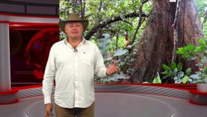 Какао бобы. Сорта, виды и ферментация какао. Лекция Андрея Гречаного на CTCRE 2021.