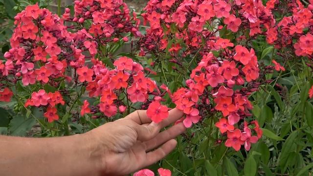 6 соток 1 августа 2021 год. Хроника. смотреть онлайн