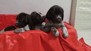 Щенки Курцхаара