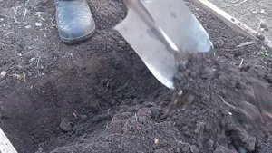 Уборка моркови.Моем морковь.Что делать с ботвой после уборки урожая: используем и утилизируем с умо