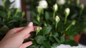 Мои Комплексы Из-За Внешности - Привлекать Внимание или Быть Незамеченной - Меняю Образ и Интерьер