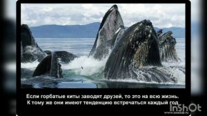 Горбатые киты / Питание, обитание, факты.
