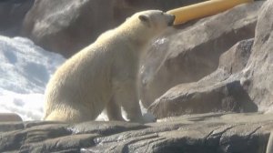 何があったの？ゆめちゃん💗どぼんどぼんと連続ダイブ、のってるね～【王子動物園】