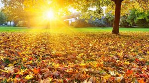 Рябиновые бусы