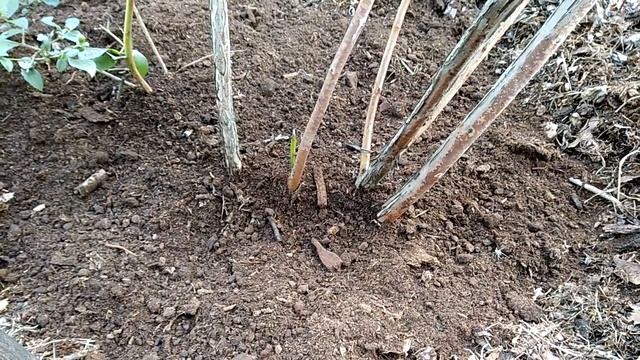 Подготовка голубики к зиме. Часть 1. Сентябрь смотреть онлайн