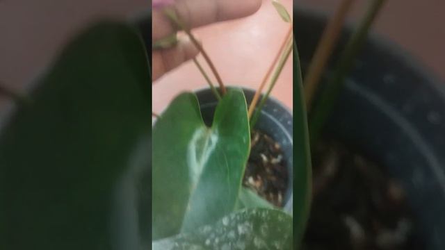 mother plant 04=4000 смотреть онлайн