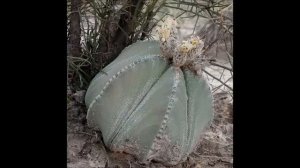 GÉNERO ASTROPHYTUM