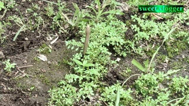 XYLARIA NIGRIPES MUSHROOM MYCELIUM (RARE MUSHROOM WORTH $9.90- $10) смотреть онлайн