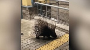 Побег дикобраза из зоопарка в Ленобласти. Ниф-Ниф прорыл лаз и ушел на прогулку по городу