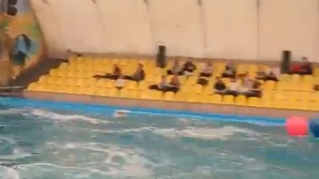 Акробатические трюки девушек с дельфинами и китами смотреть онлайн