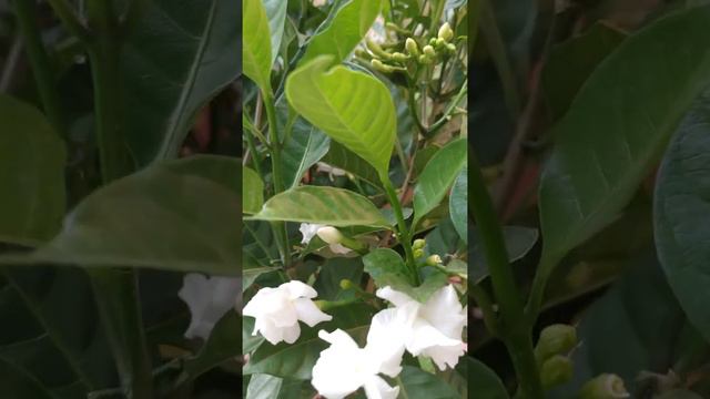 Crape Jasmine | Double Chandni plant | Prema's Garden