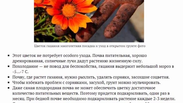 Африканская ромашка гацания Красивые цветы для дома и сада смотреть онлайн