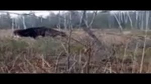 охота на лося с лайками в Удмуртии