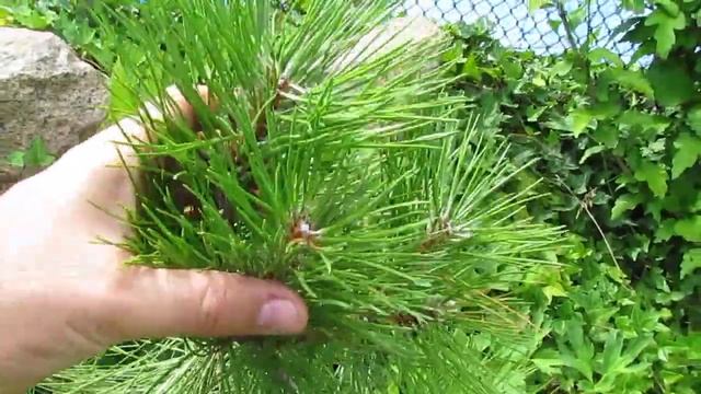 Сосна Крымская выращенная из семян/Crimean pine grown from seeds