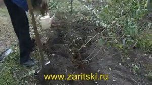 Выкопка и хранение саженцев сливы
