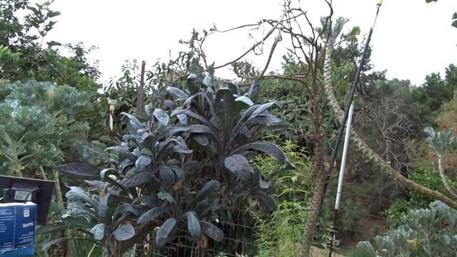 Garden Tour Growing Tips Ground & Container Gardening with Nature Grow Food Easy Peppers Tomatoes смотреть онлайн