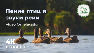Пение птиц и шум реки