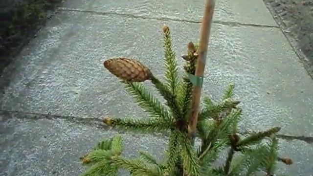 Picea abies Acrocona смотреть онлайн