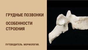 Грудные позвонки - особенности строения.