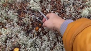 Собираю грибы. Много грибов. Одна в лесу#1