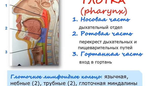 Функциональная анатомия пищеварительной системы