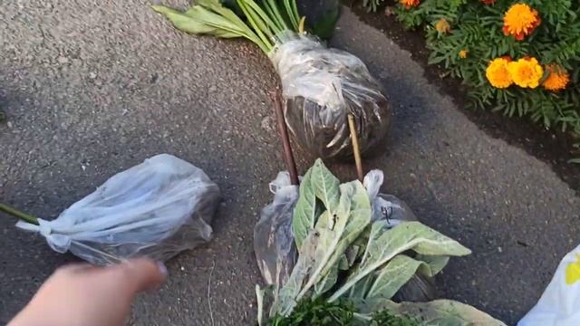 Замовила садові рослини ??