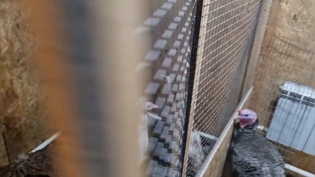 Запах Хотона - Далеко не ароматы Франции смотреть онлайн