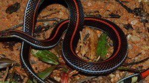 456.Мир глазами Творца.Сотворение мира.Змеи.Уникальность окрасок.Крахтеории Дарвина|ТатьянаАренсбур