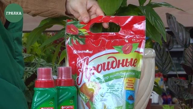 СПАТИФИЛЛУМ ИЛИ ЖЕНСКОЕ СЧАСТЬЕ. Как правильно ухаживать?