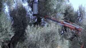 Бензопила ECHO CS 2511 TES в действии