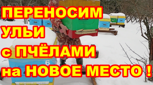 Переставить улей с пчёлами на другое место ЛУЧШЕ ЗИМОЙ ! Когда лучше переставлять ульи с пчёлами !