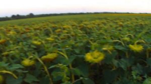 ПОДСОЛНУХ ПИОНЕР P64LE25!!! ОБЗОР НА 12 АВГУСТА!!!