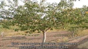 Слива Тульская Черная