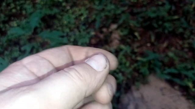Вперёд за золотом.Лесной коп.