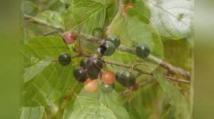 КРУШИНА или ЖОСТЕР  (RHAMNUS)  сем. Крушиновые