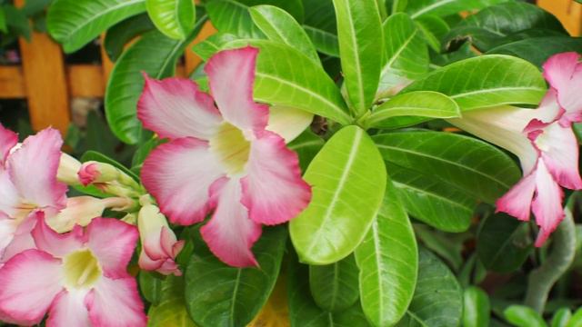 Stock Footage Azalea flowers смотреть онлайн