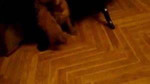 Английский Кокер спаниель играет со своим щенком